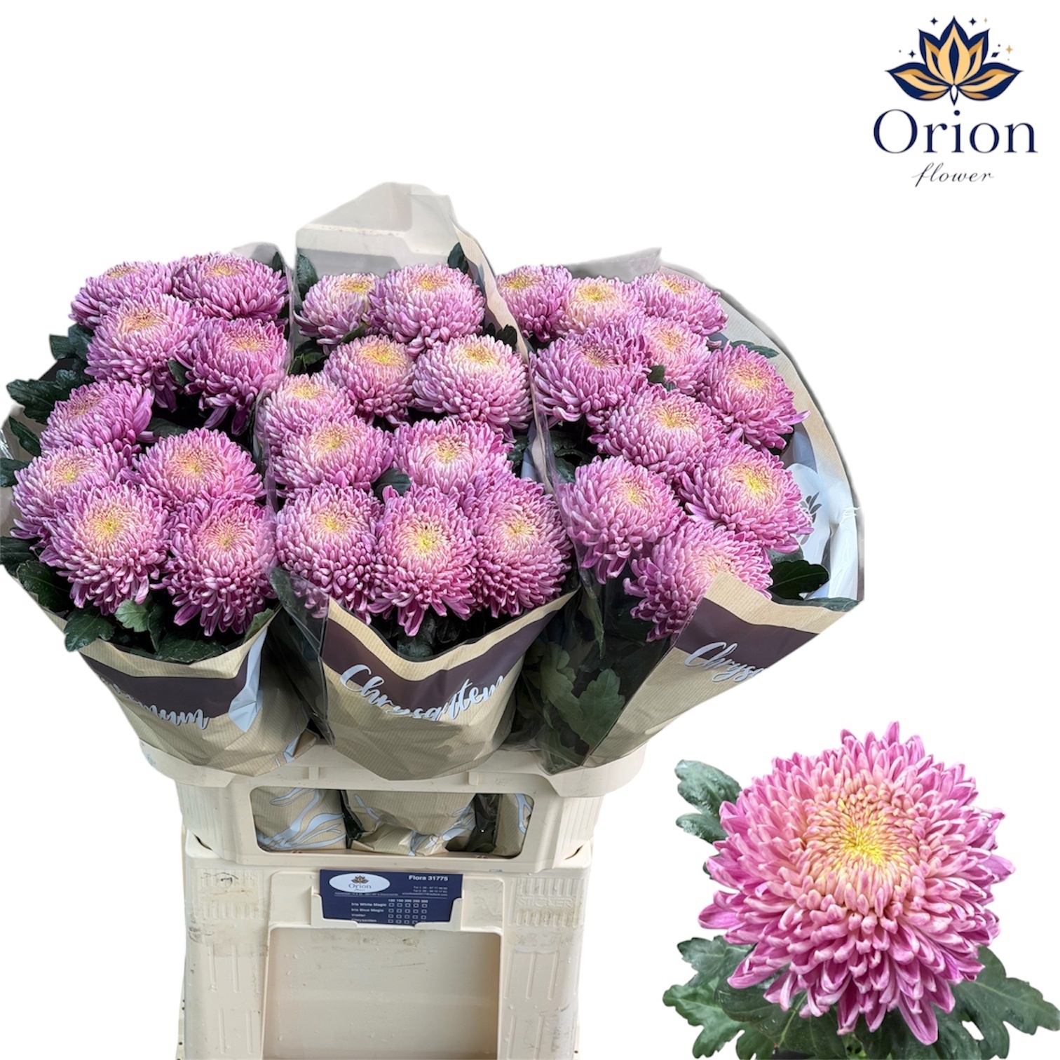 Chrys Single Bigoudi Pink 80cm 110gram