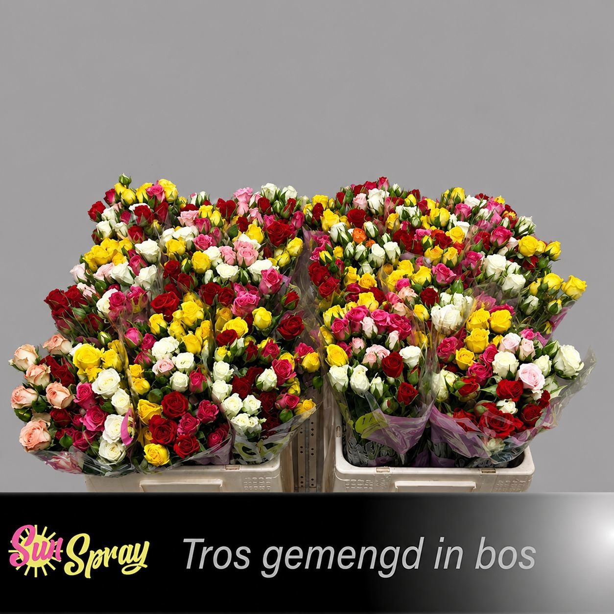 Rosa Spr Mixed In Bunch 40cm