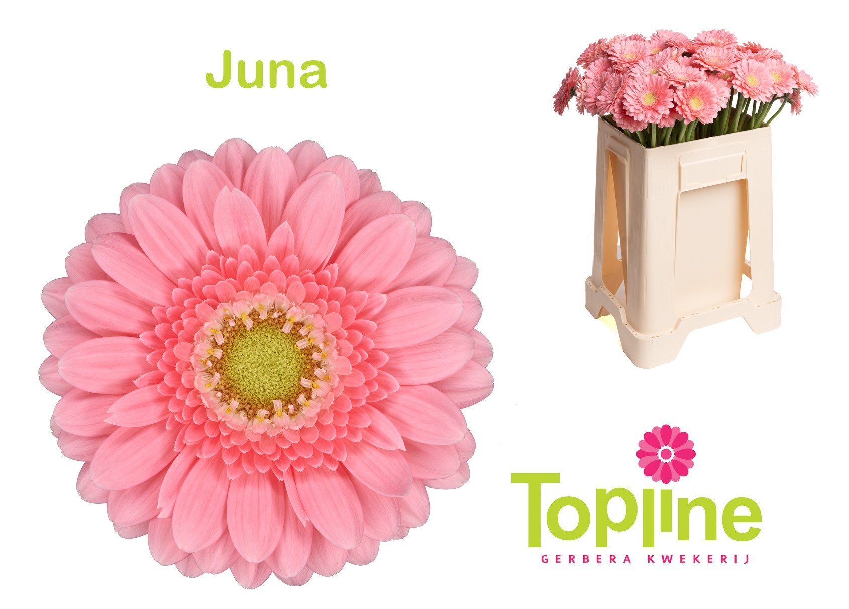 Ge Mi Juna