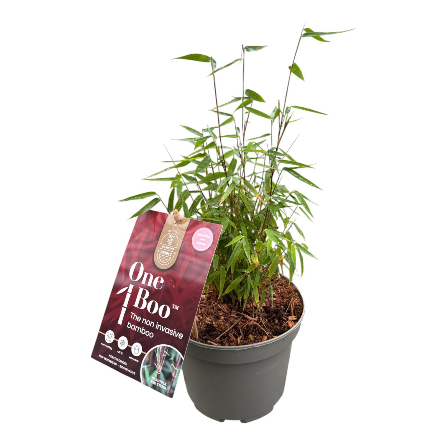 Fargesia One Boo™ Red