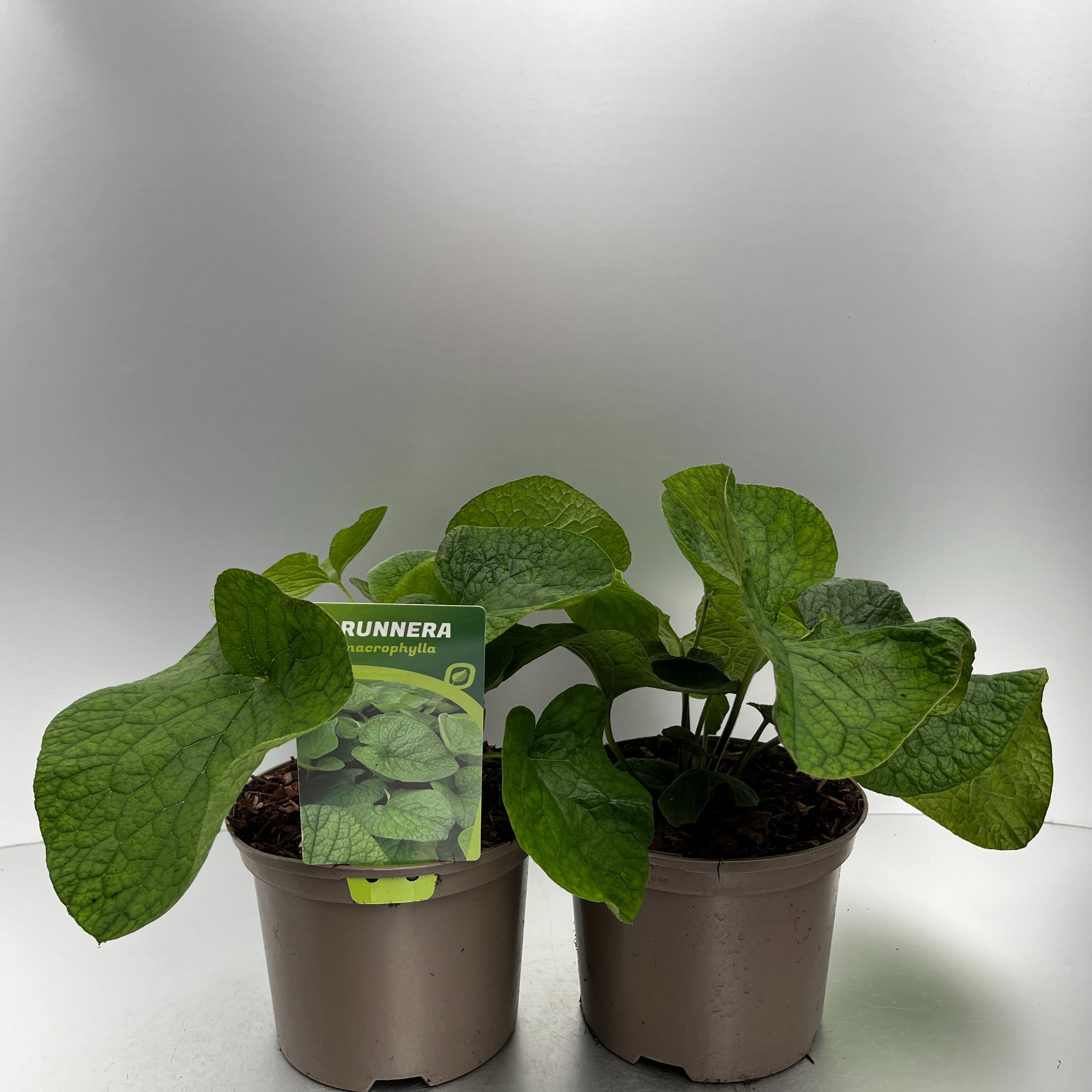 Picture of Brunnera macr. Betty Bowring P17 (2 Ltr)