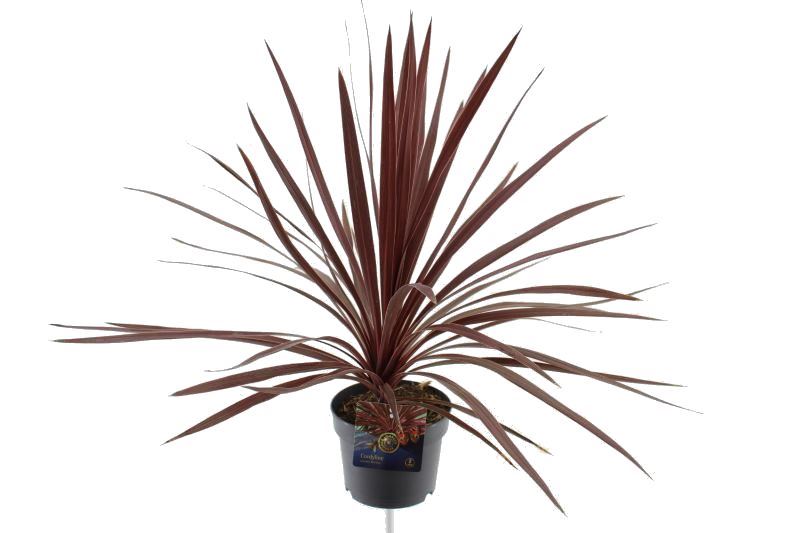 Picture of Cordyline australis Red Star