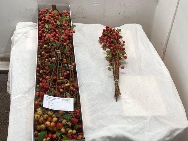 Malus Evereste Tak