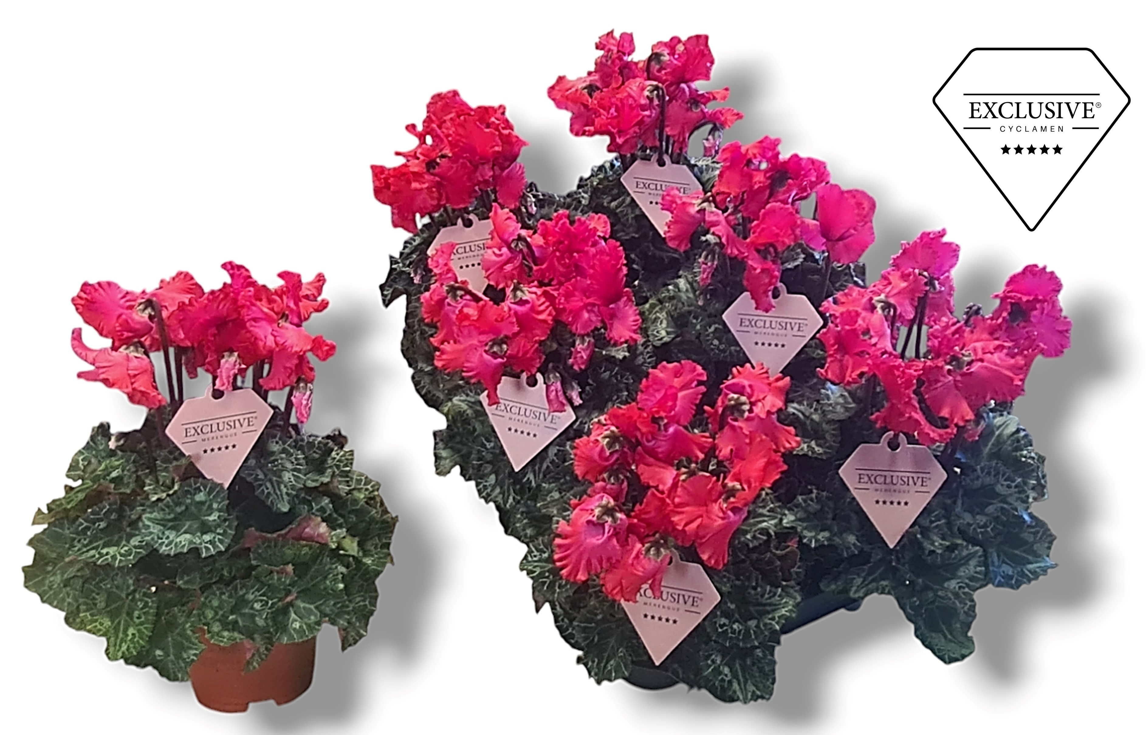 Picture of Cyclamen Exclusive Merengue red P10.5 20CM