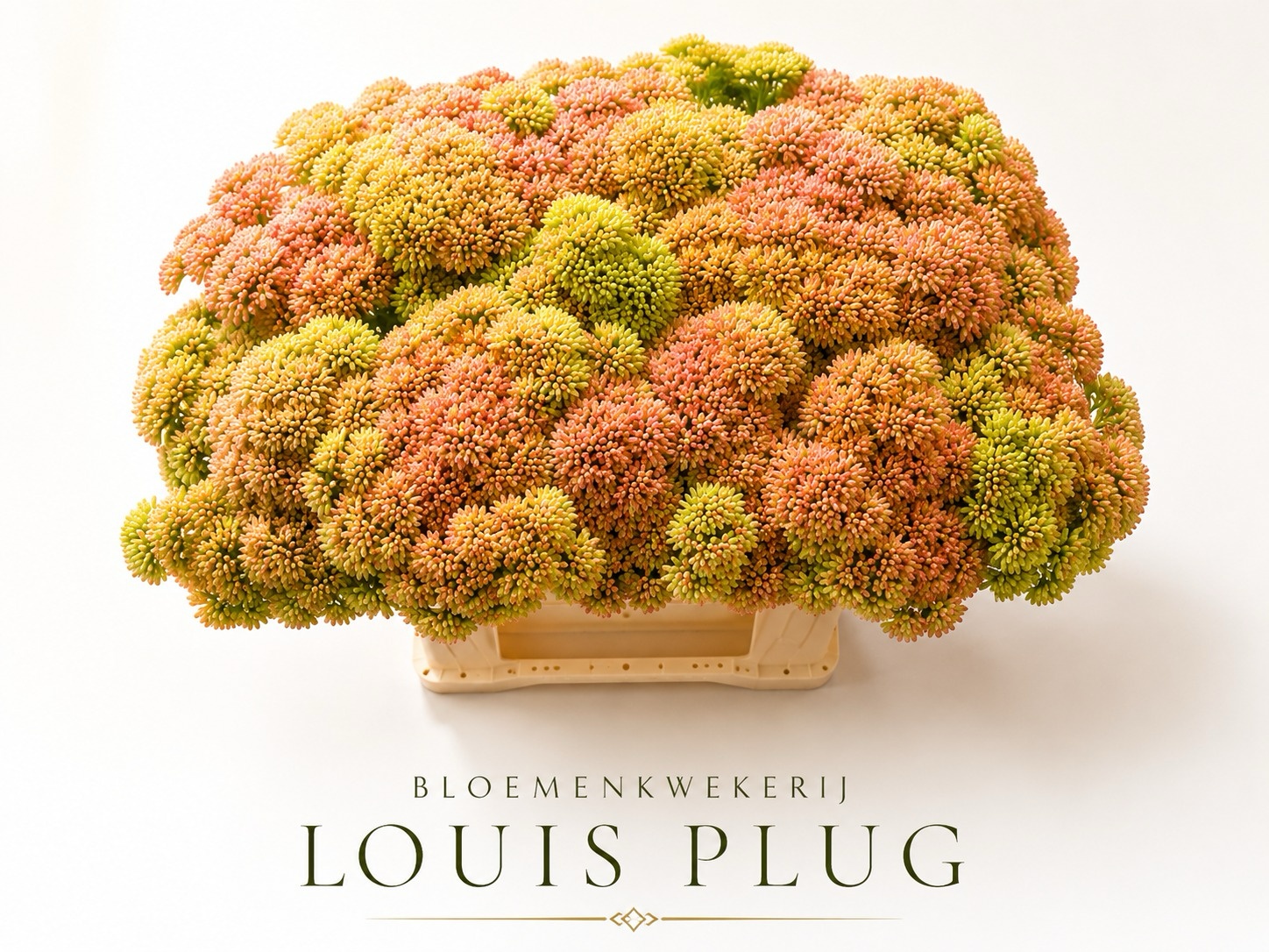 Sedum Spectabile