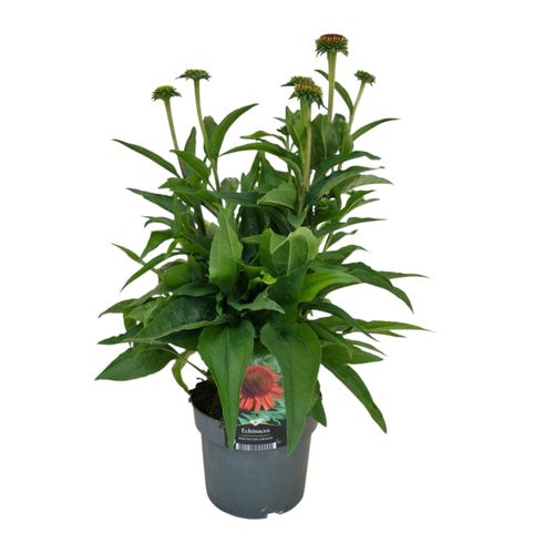 Echinacea purpurea Meditation Orange® p17 Florizon