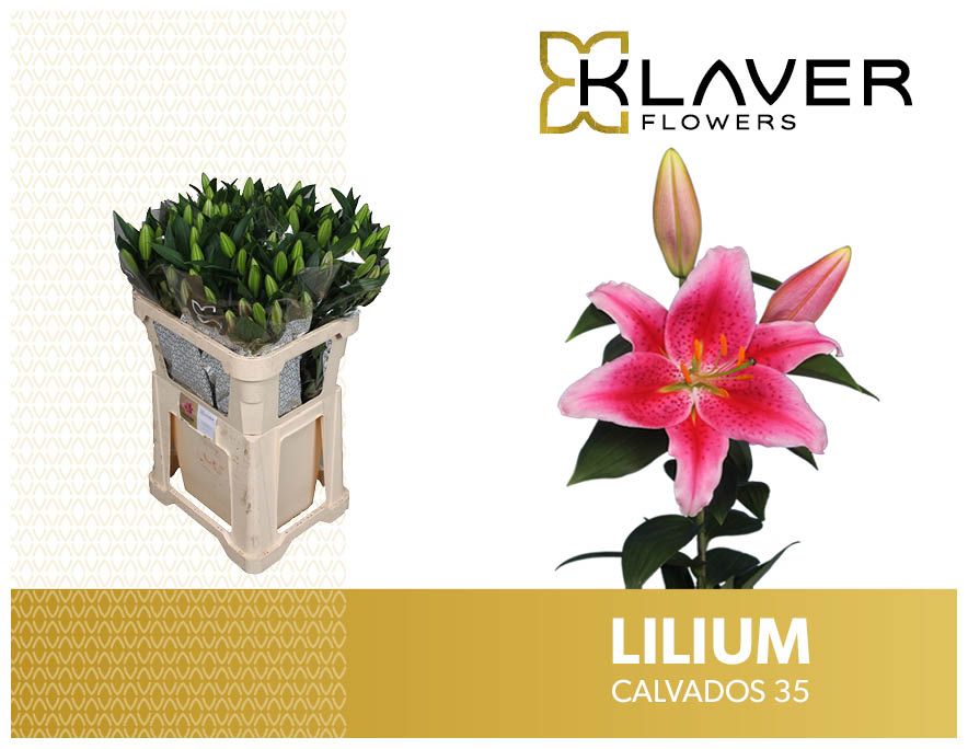 Lilium Or Calvados 80cm 5/7bl