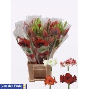 Hippeastrum Mixed 2/4bl
