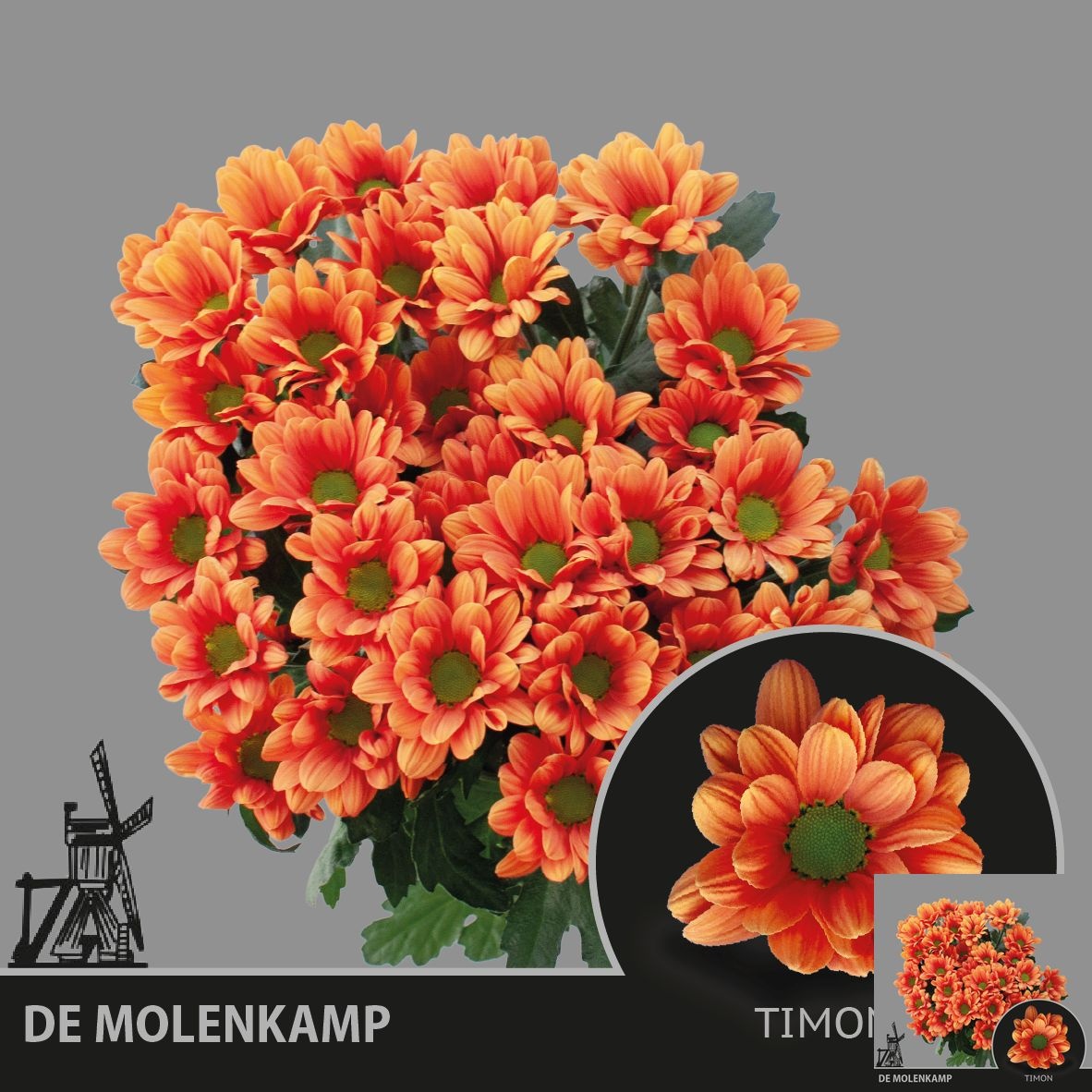 Chr T Timon 60gram