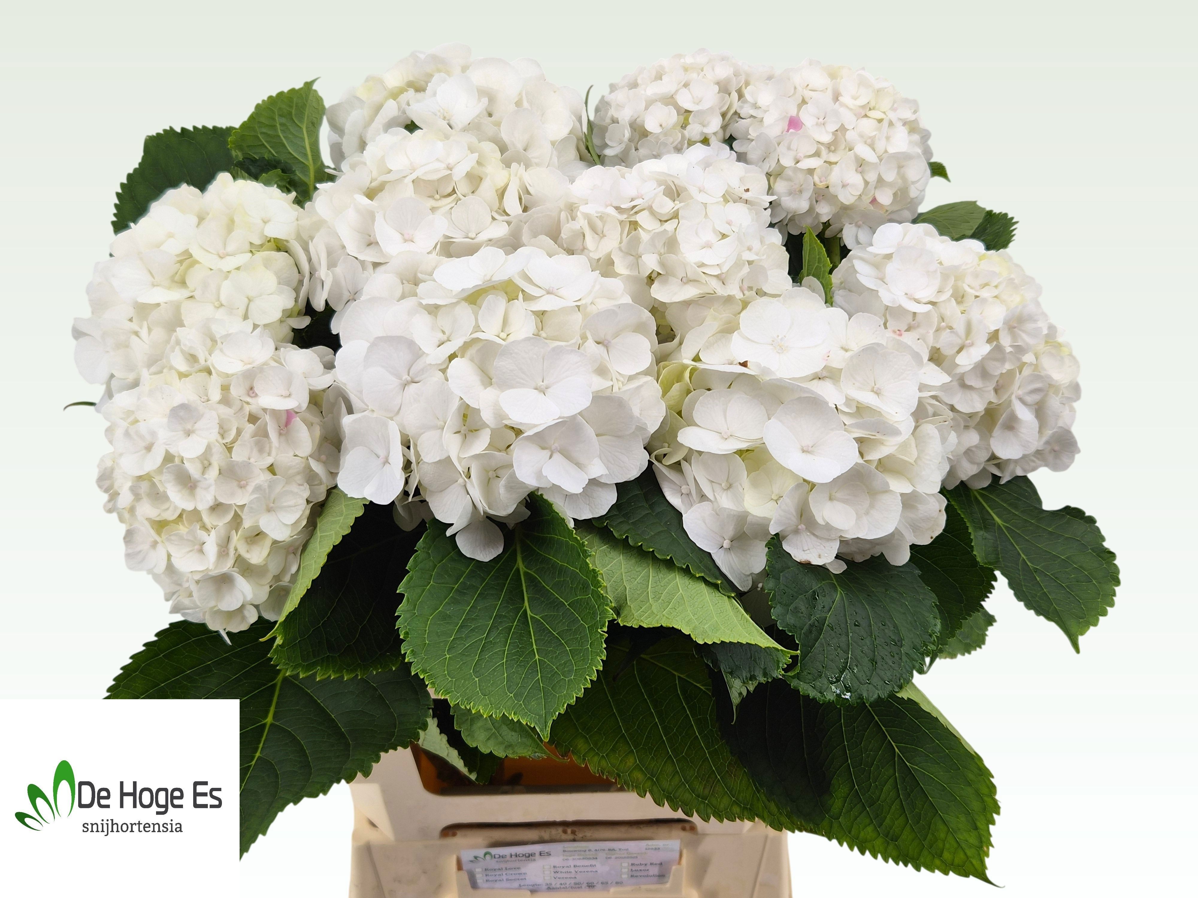 Hydrangea White Verena 60cm 14Ø