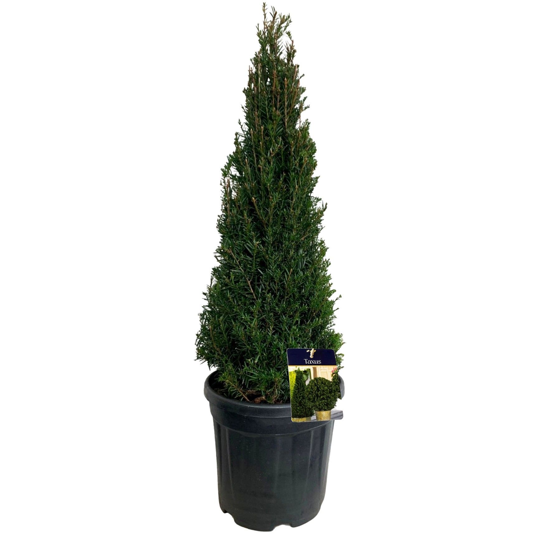 torf für thuja Thuja occidentalis 'Brabant' auf Stamm main image 0