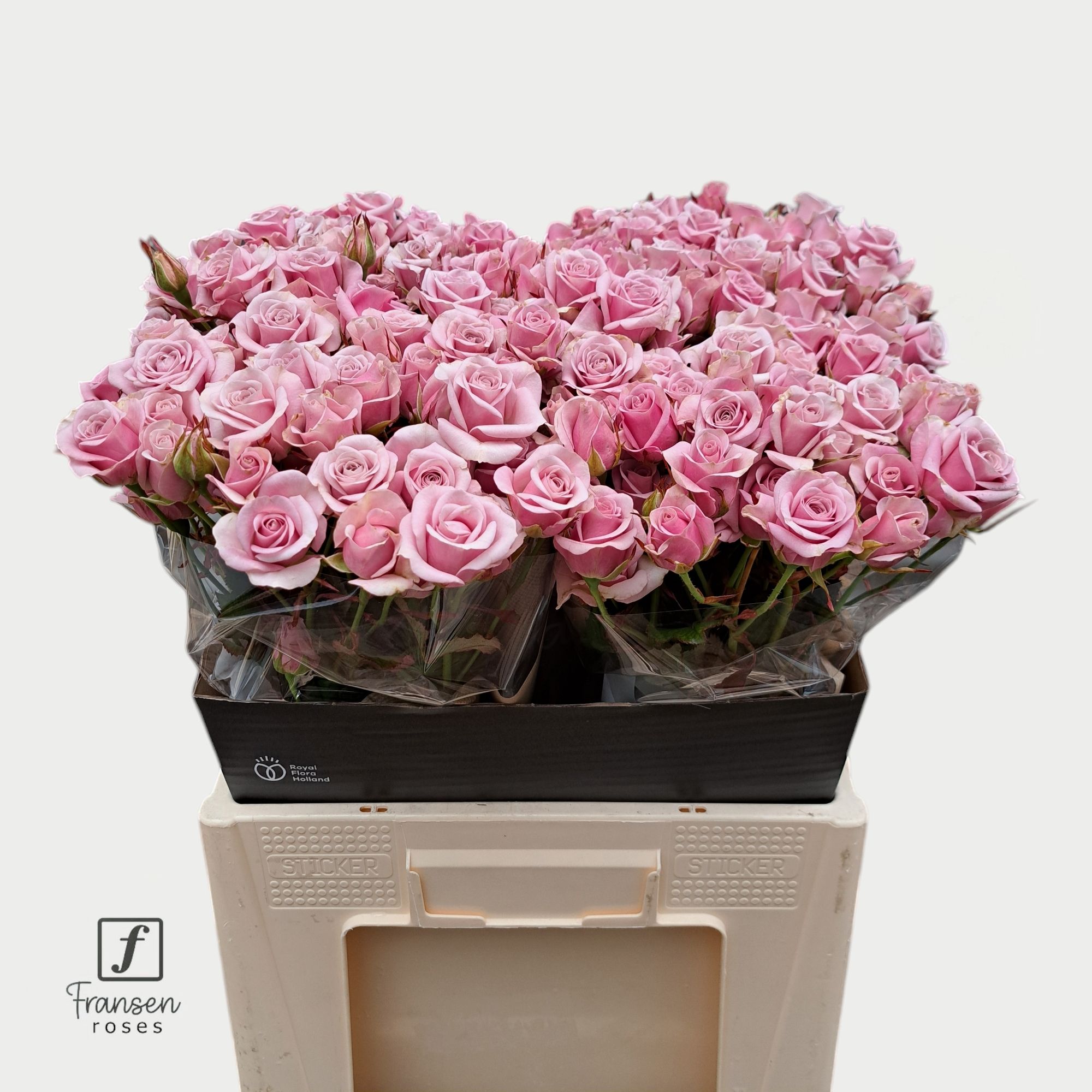 Rosa Spr Leila 60cm
