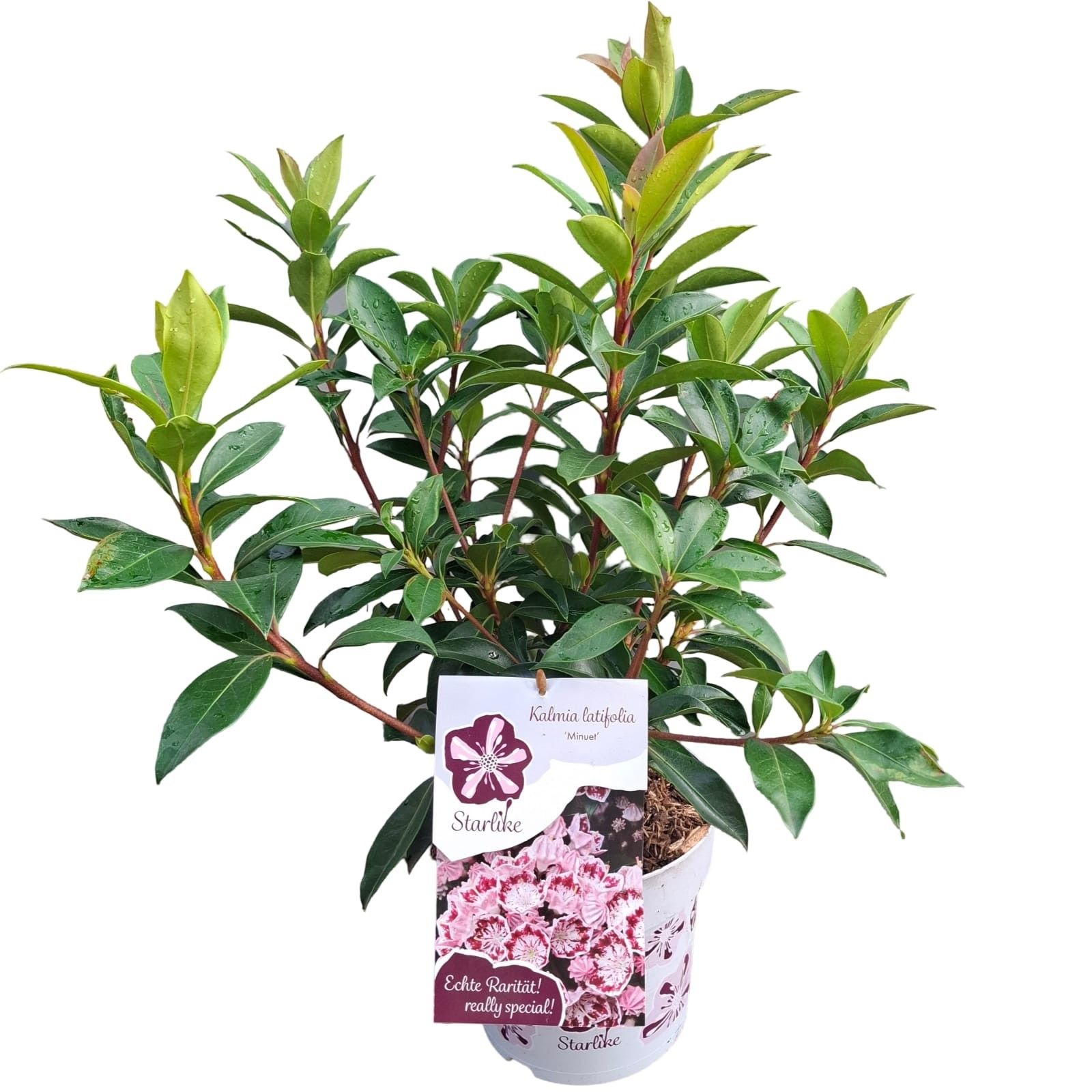 Picture of Kalmia latifolia 'Minuet' Starlike®