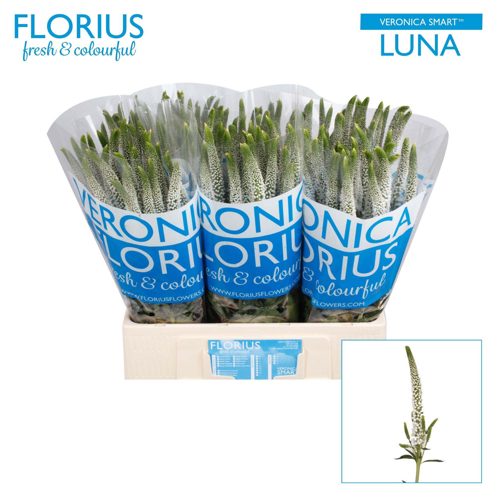 Veron Smart Luna