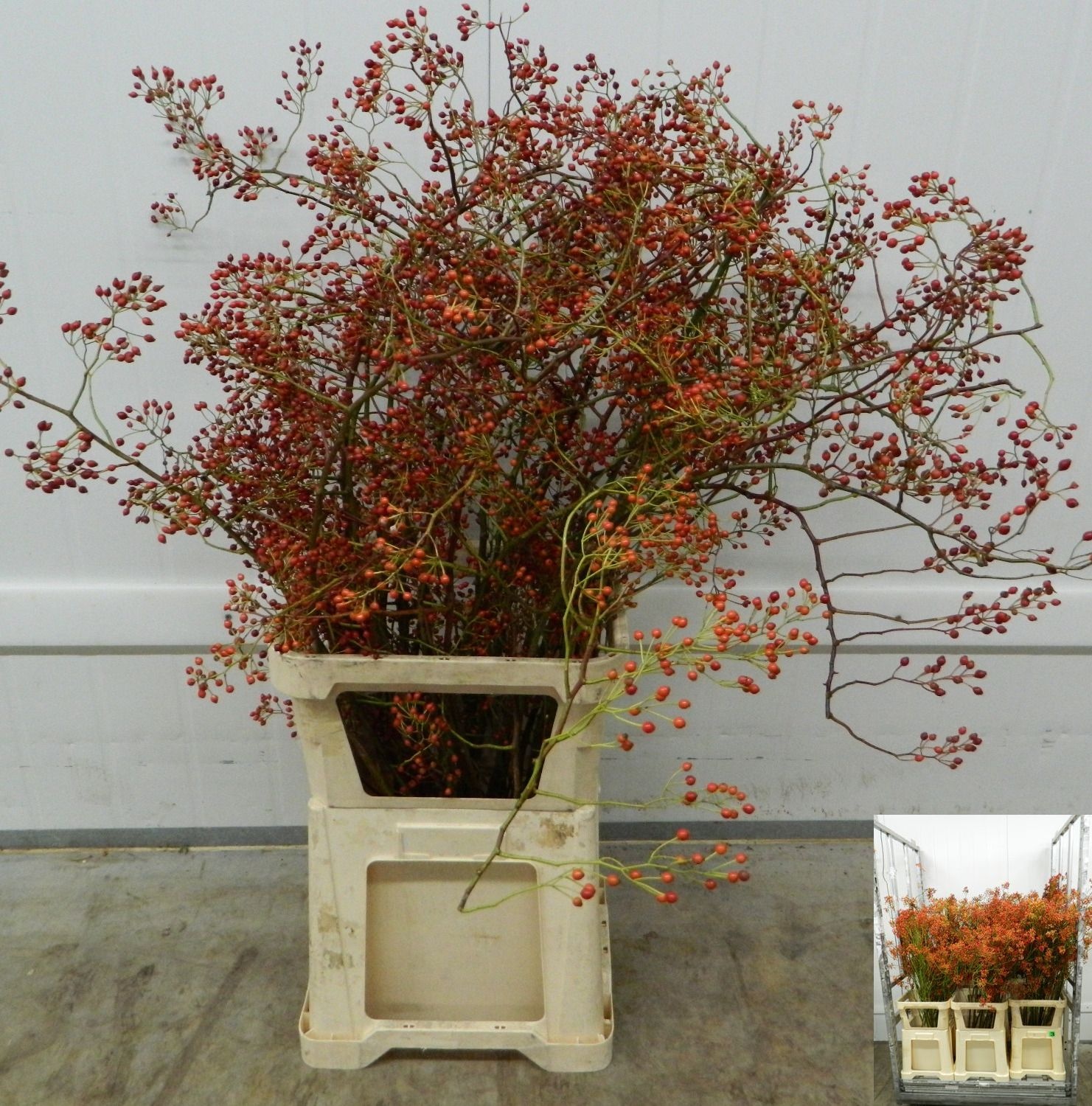 Rosa Forest Queen
