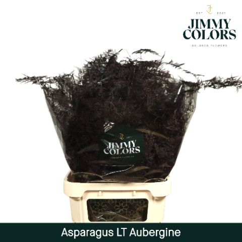 Aspa Lang Getopt Aubergine