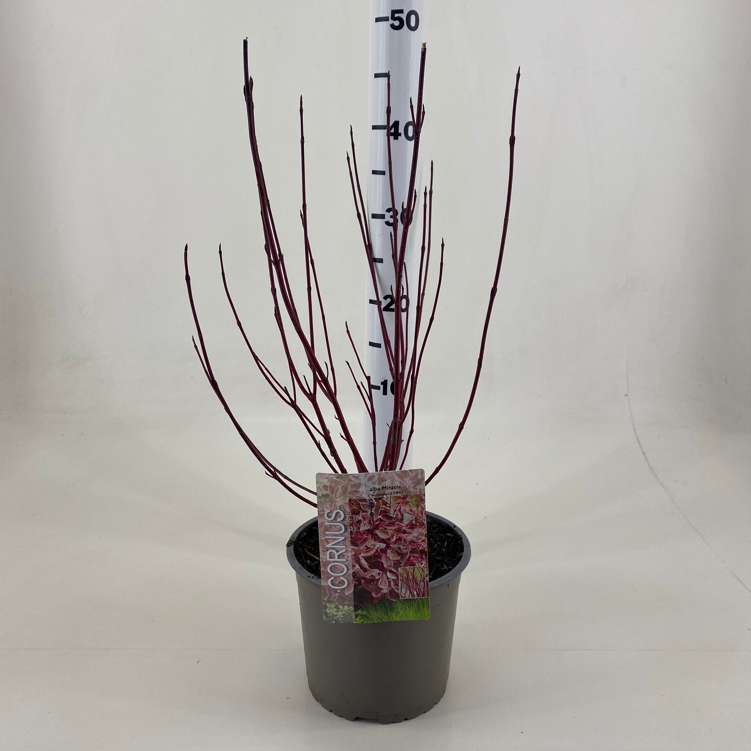 Picture of Cornus alba Miracle ® P19 (3 Ltr)