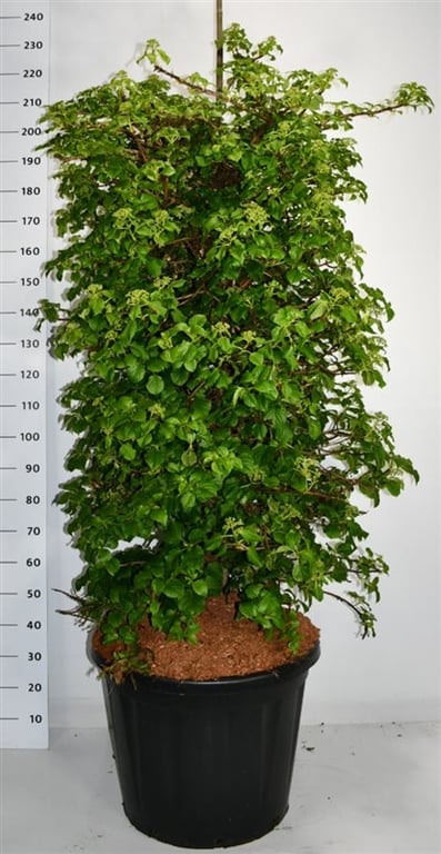 Hydrangea anomala petiolaris
