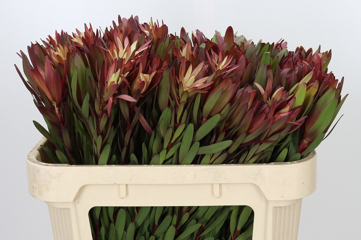 Leucadendron Safari Sunset 70cm