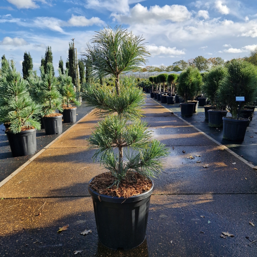 Picture of Pinus koraiensis Silveray C18 100CM (LOOSE)