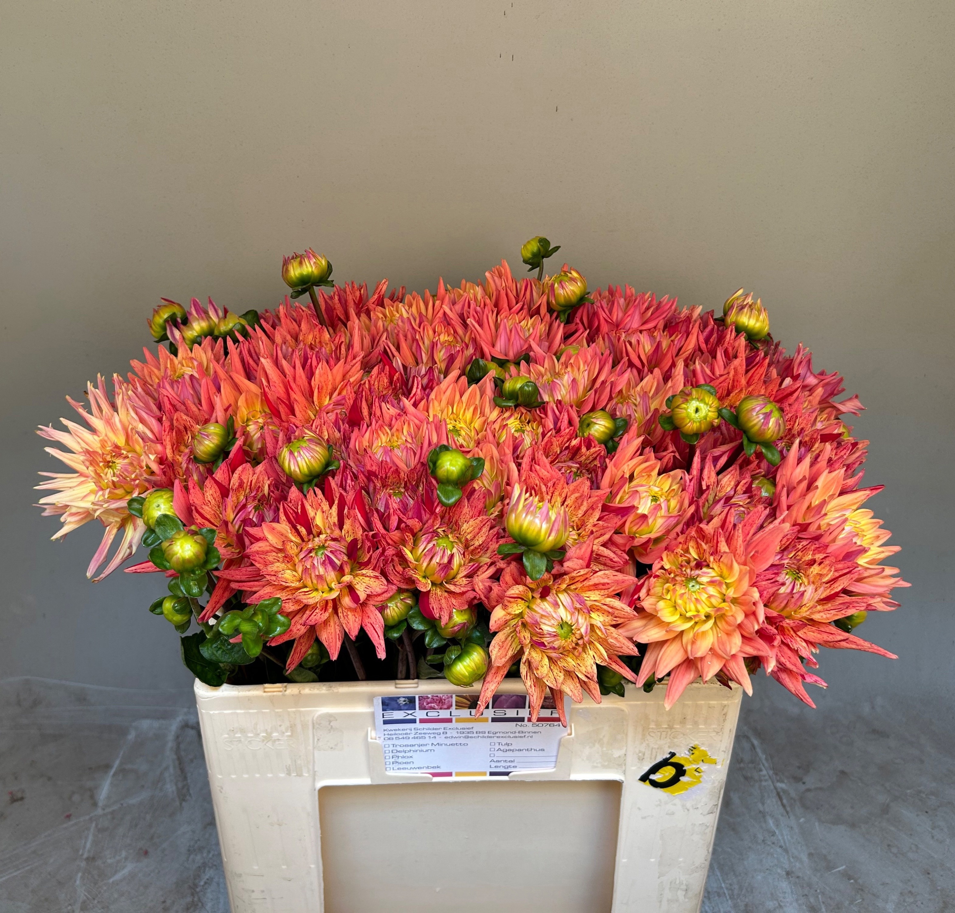 Dahlia 50cm