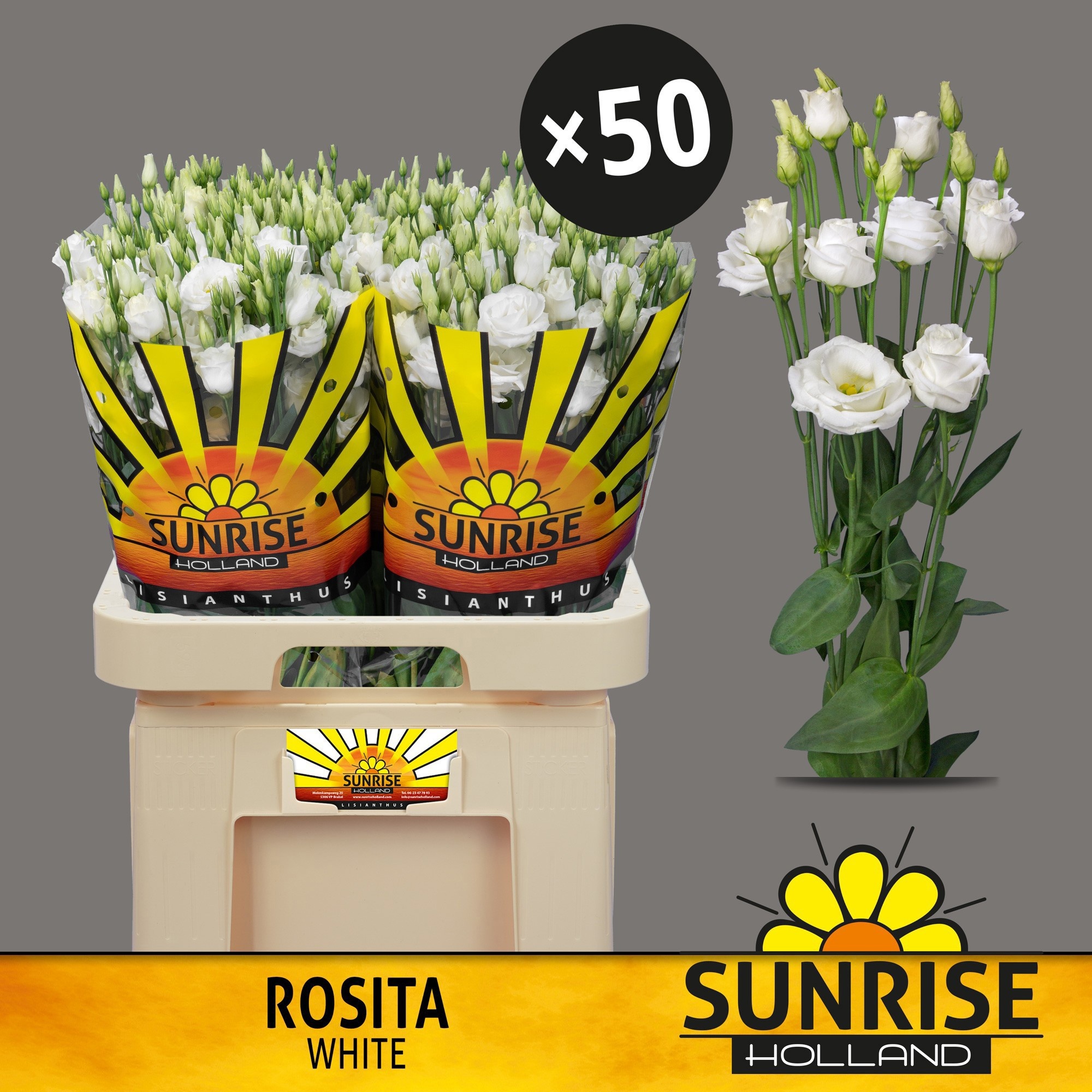 Eus G Rosi White