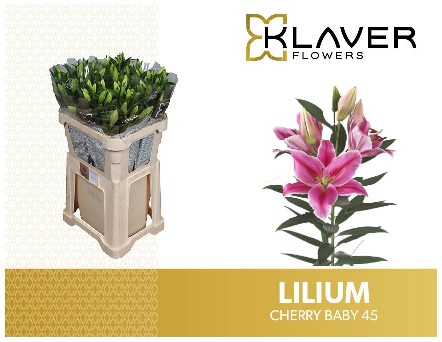Li Or Cherry Baby 80cm 4/5bl