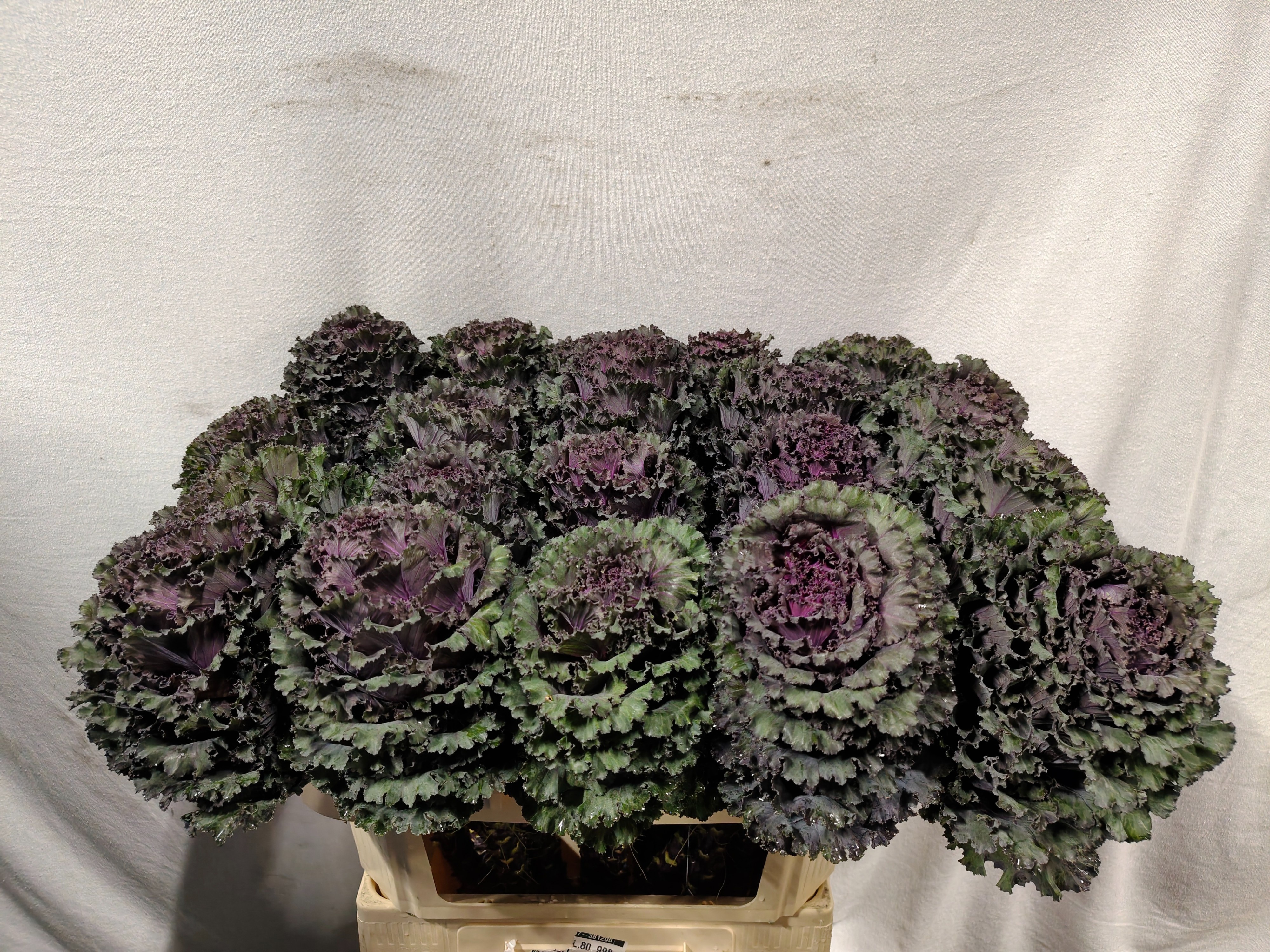 Brassica Black Angel 70cm
