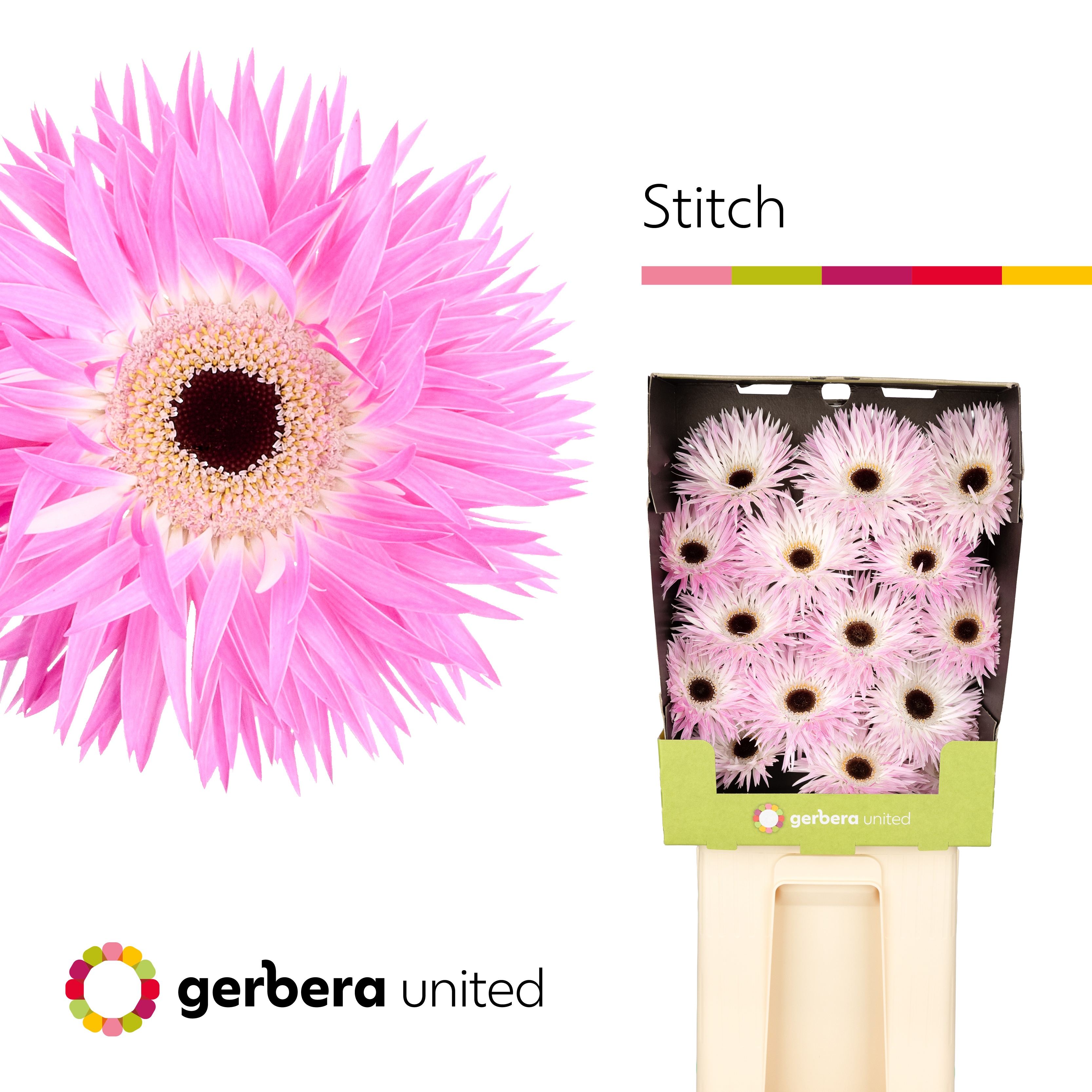Gerbera Spider Stitch Diamond