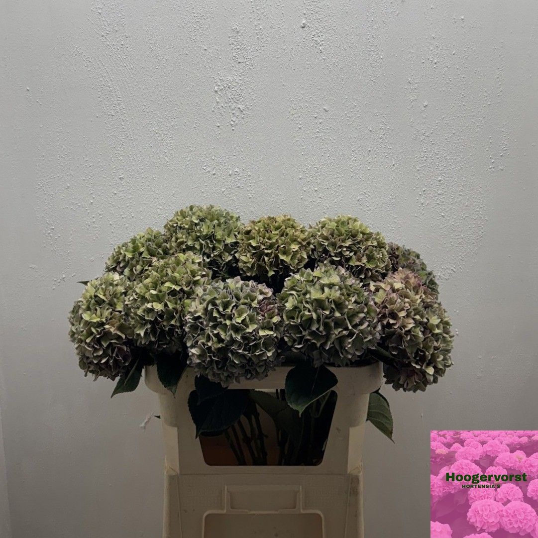 Hydrangea Rodeo Classic Pink 80cm 19Ø