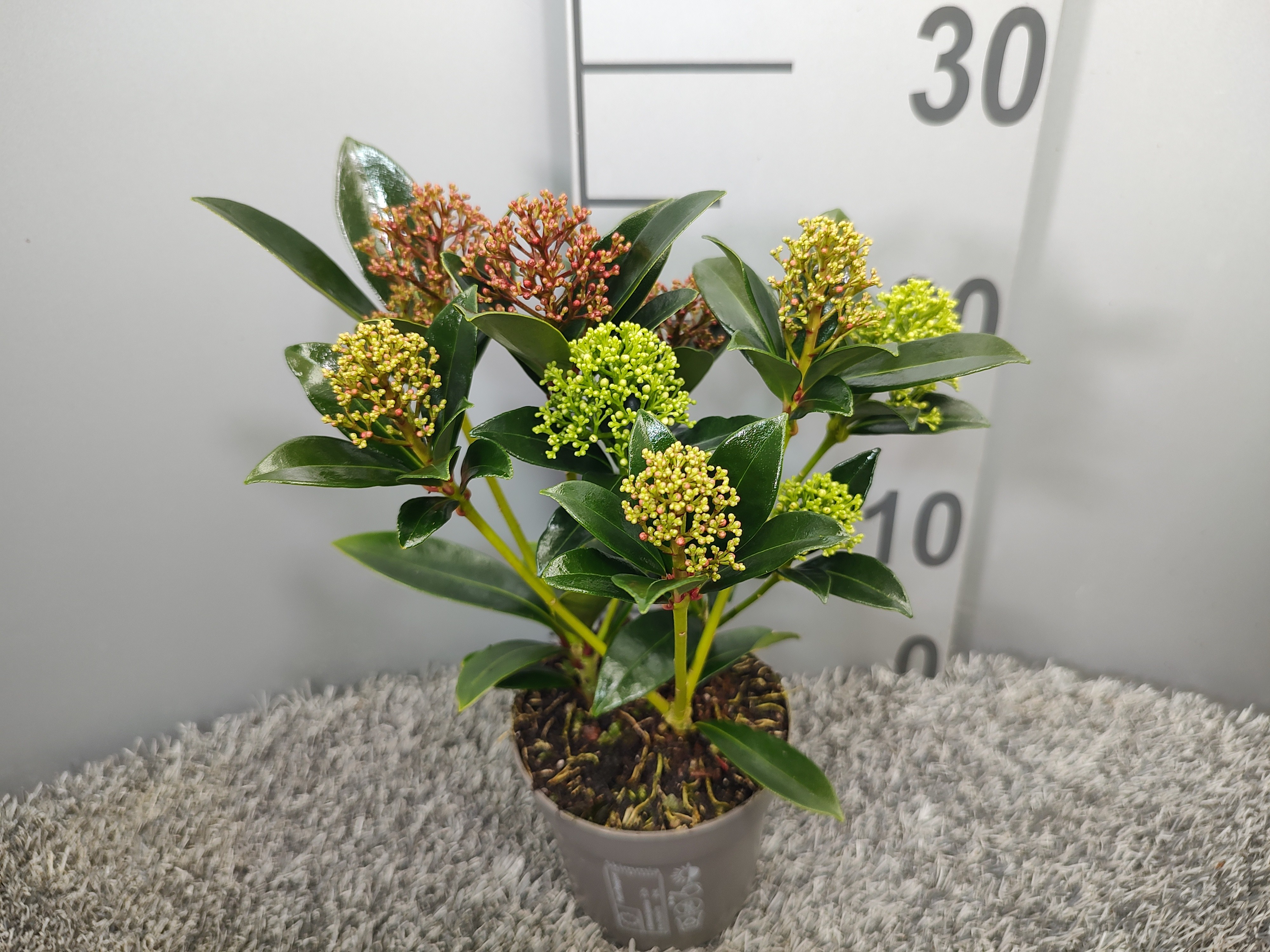 Picture of Skimmia japonica Trio-Colour P10.5