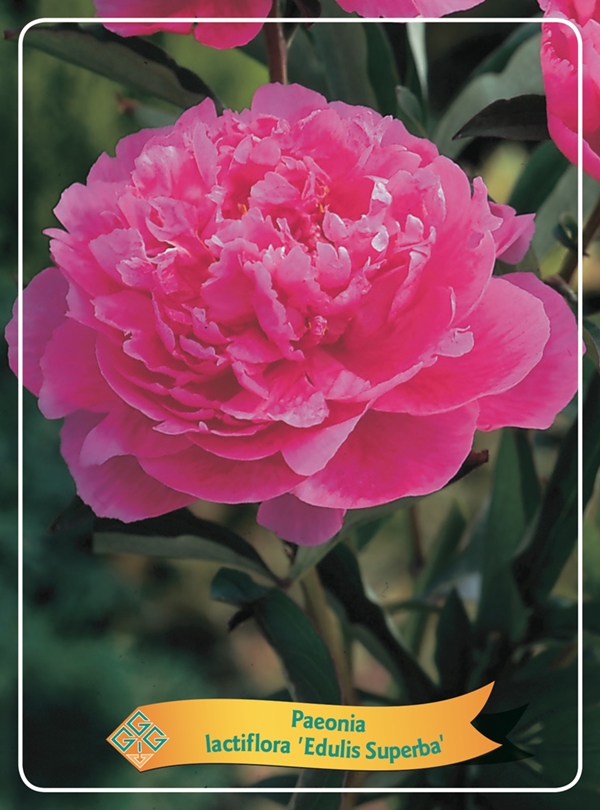 Picture of Paeonia Lactiflora Mix CC P11