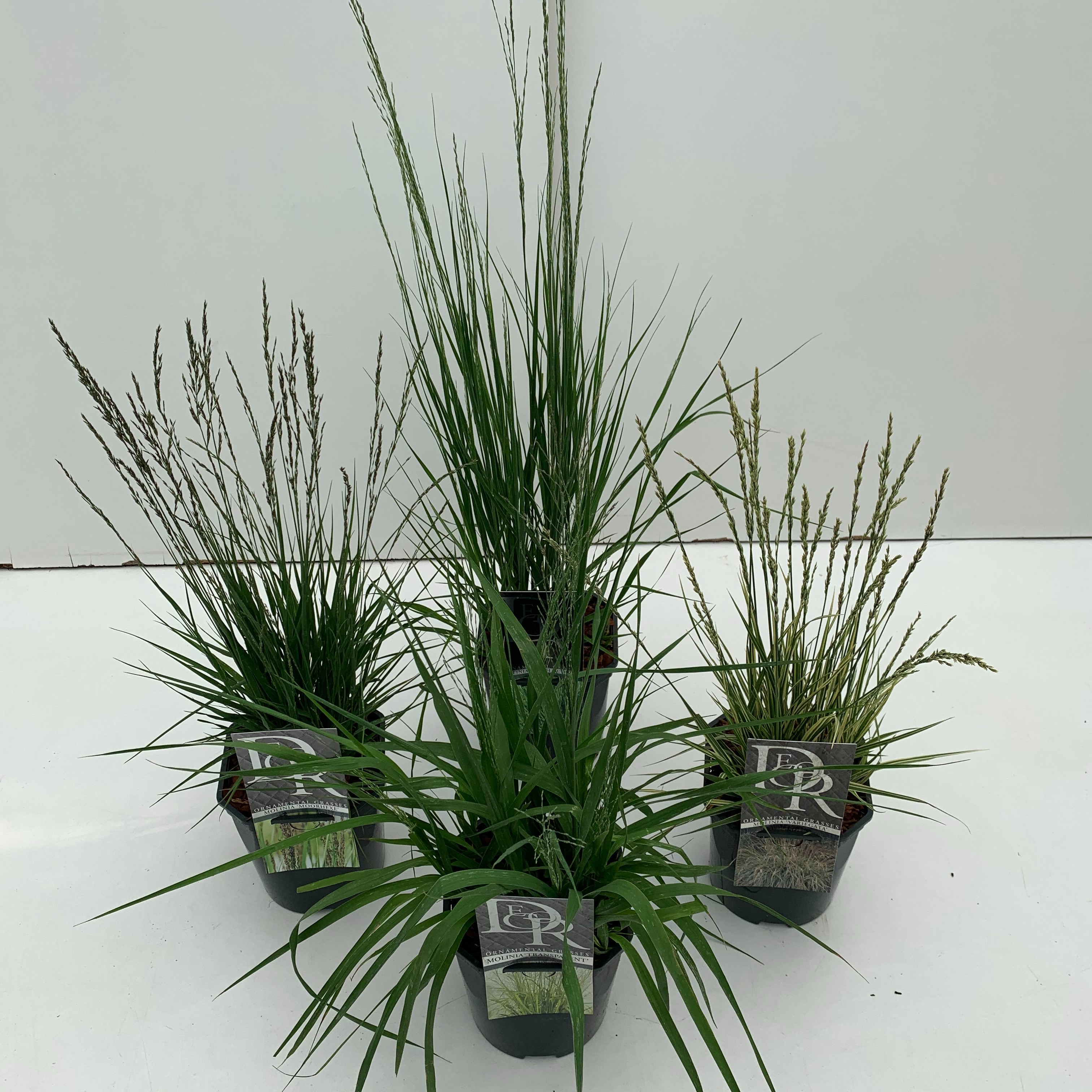 Molinia mix