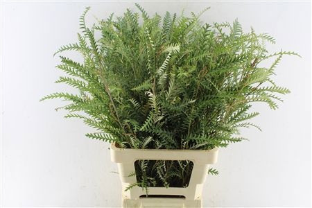 Grevillea Ivanhoe Bronze 70cm
