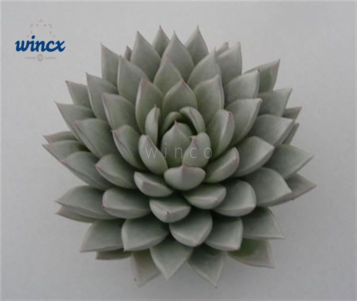 Echeveria Agavoides Paint White Cutflower