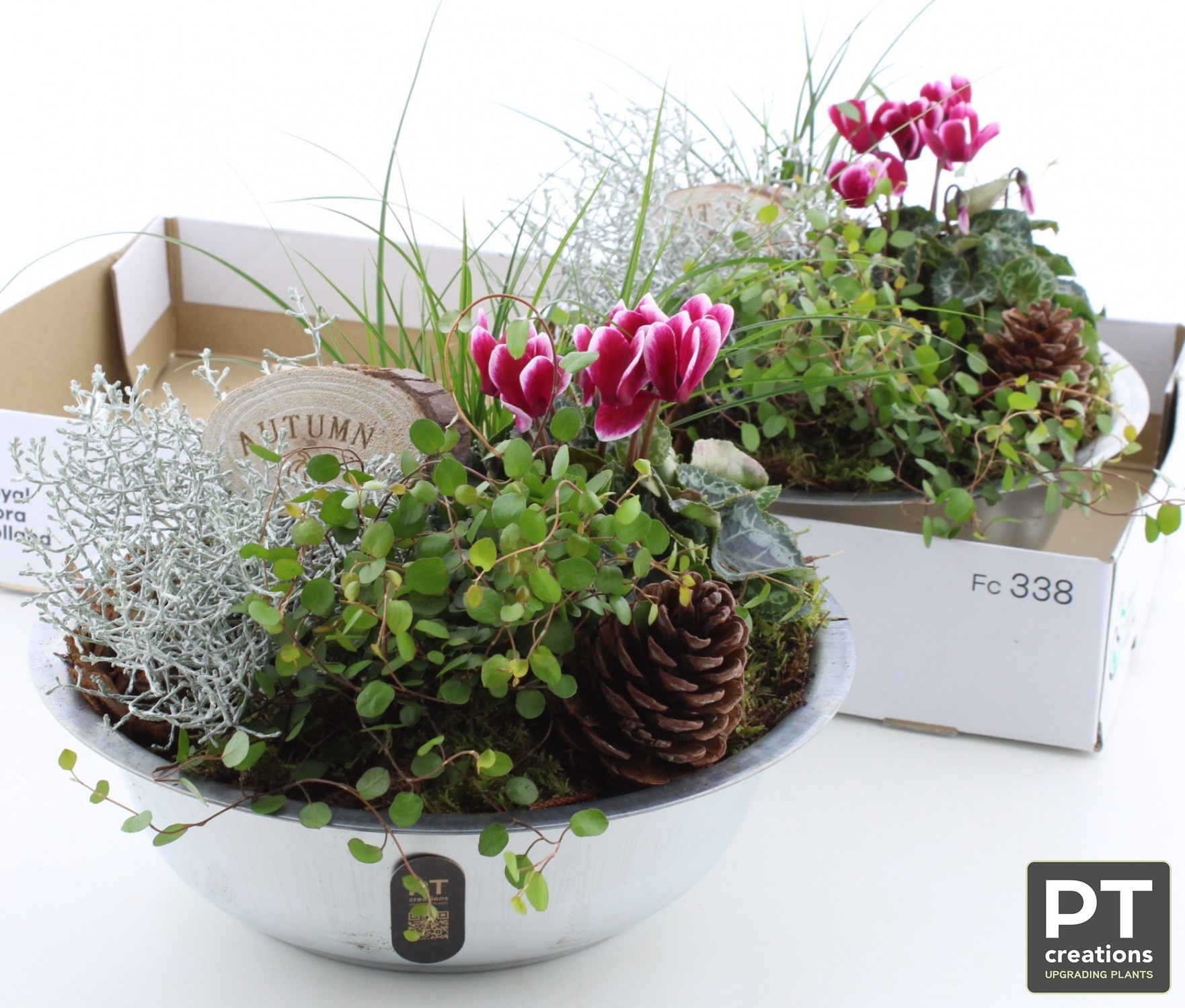 Arr Tuinplanten 29P 30cm 22bloei
