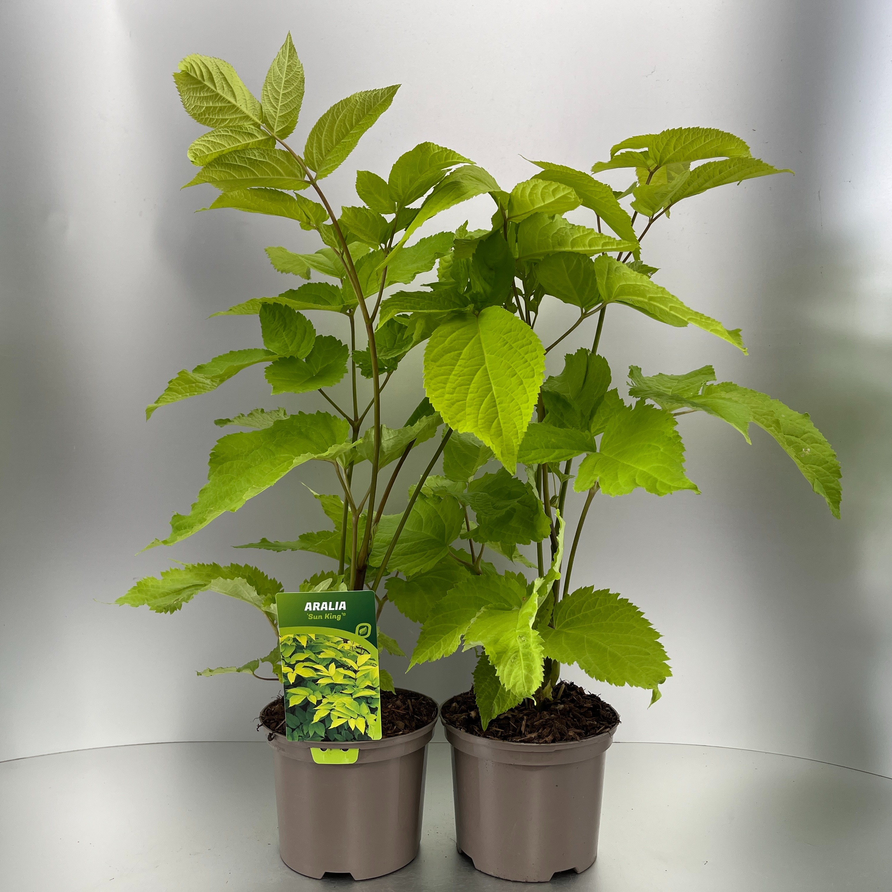 Picture of Aralia cordata Sun King P17 (2 Ltr)