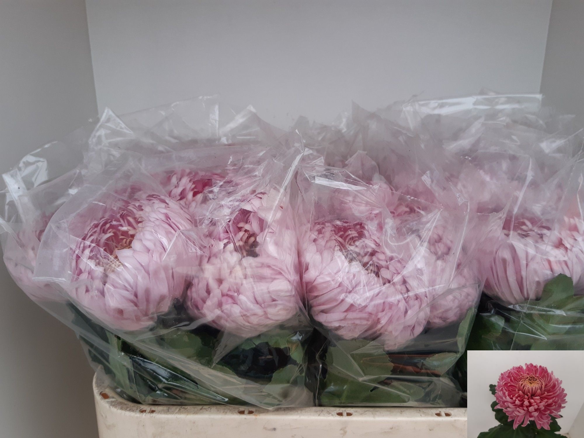 Chrys Single Holiday 70cm 125gram