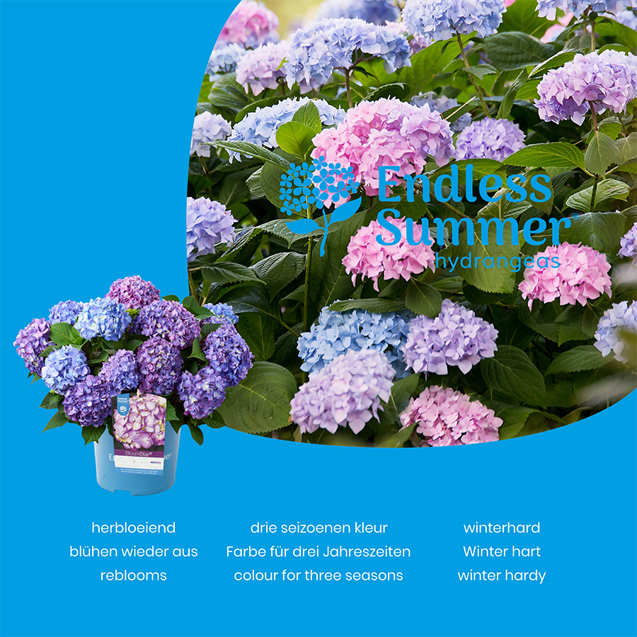 Picture of Hydrangea macr. Endless Summer® MIX C2 (17cm.) Potcover