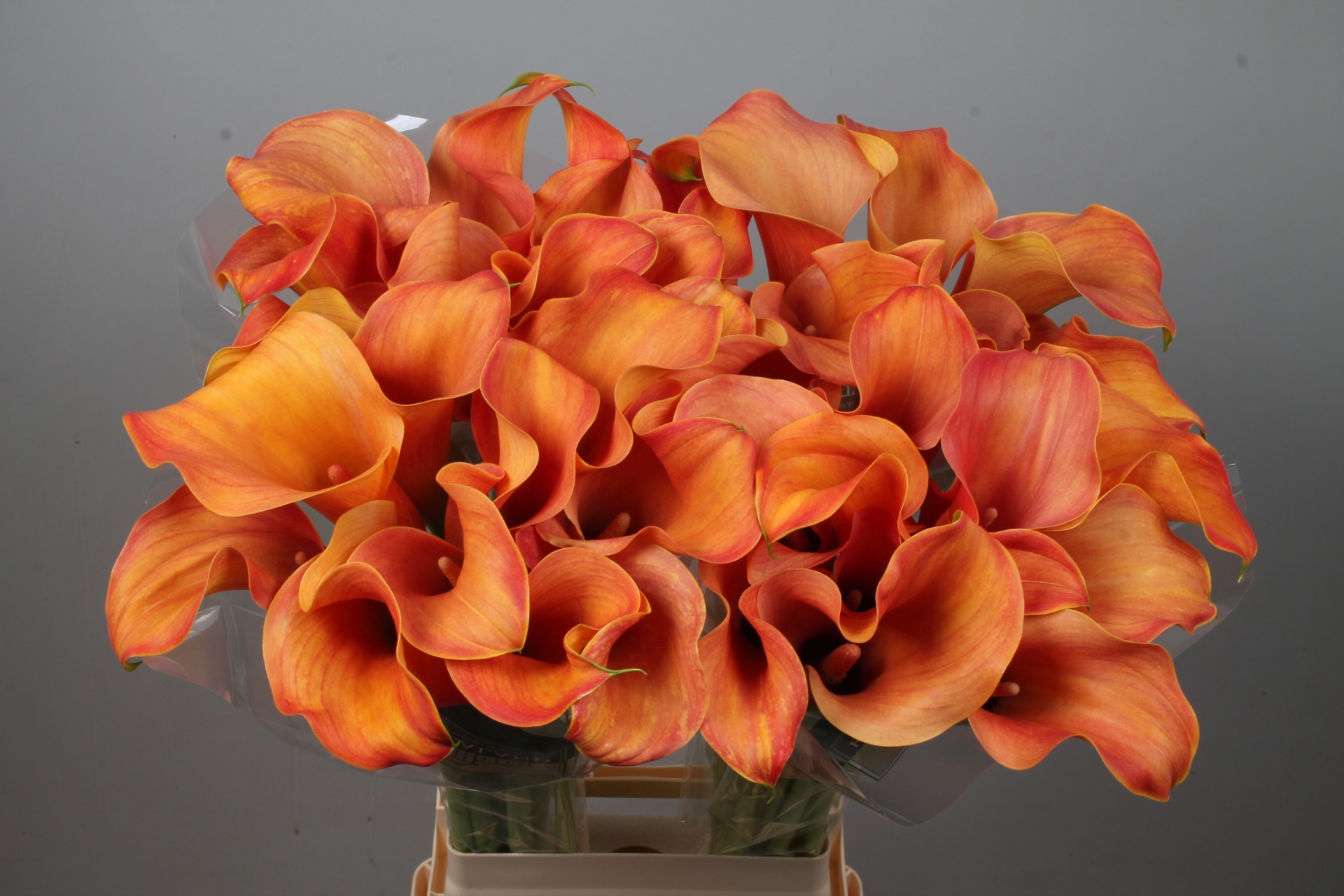 Calla Callista 80cm