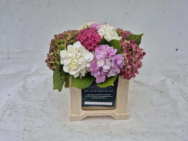 Hydrangea Mixed 40cm 12Ø