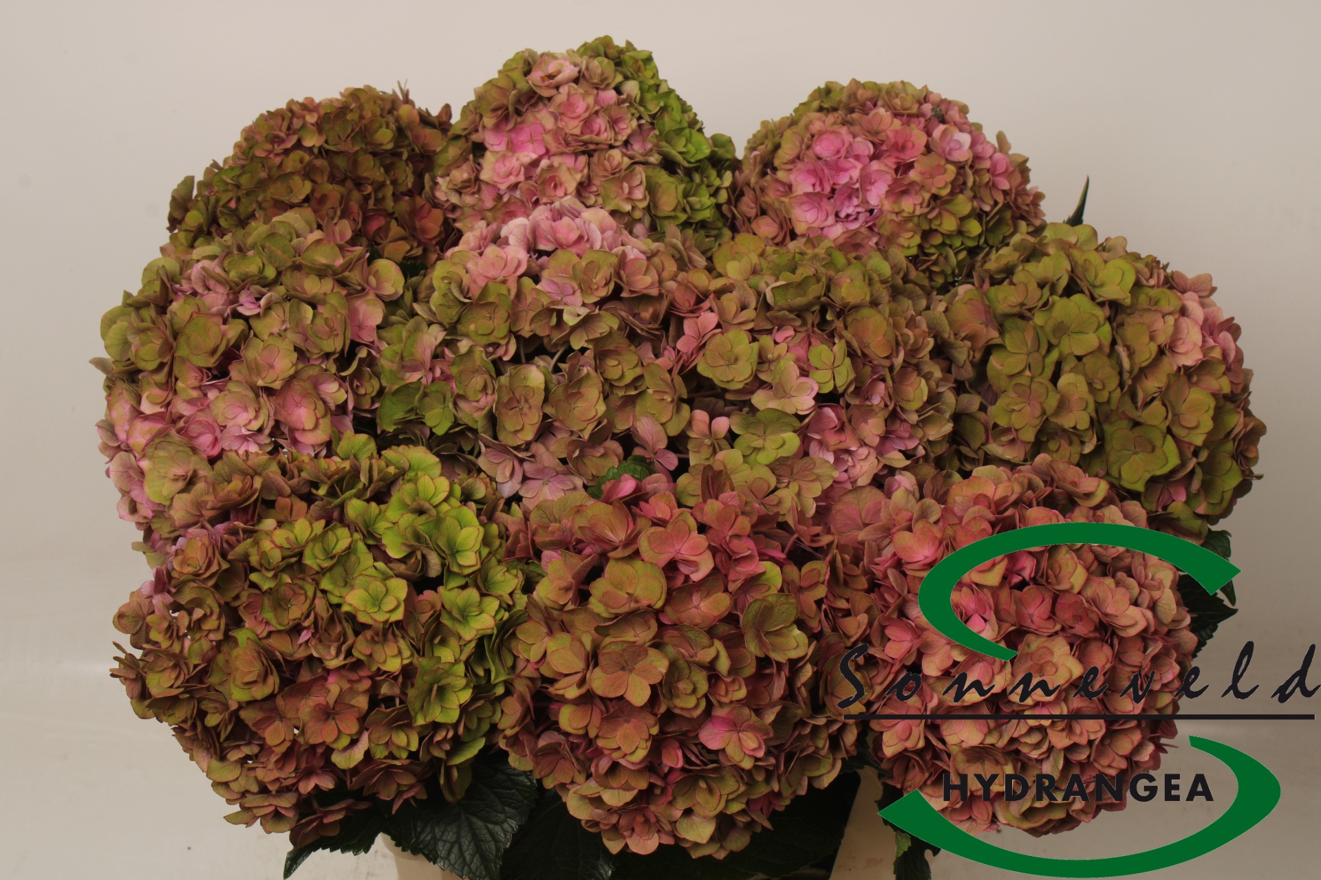 Hydrangea Royal Anastasia Classic 60cm 18Ø