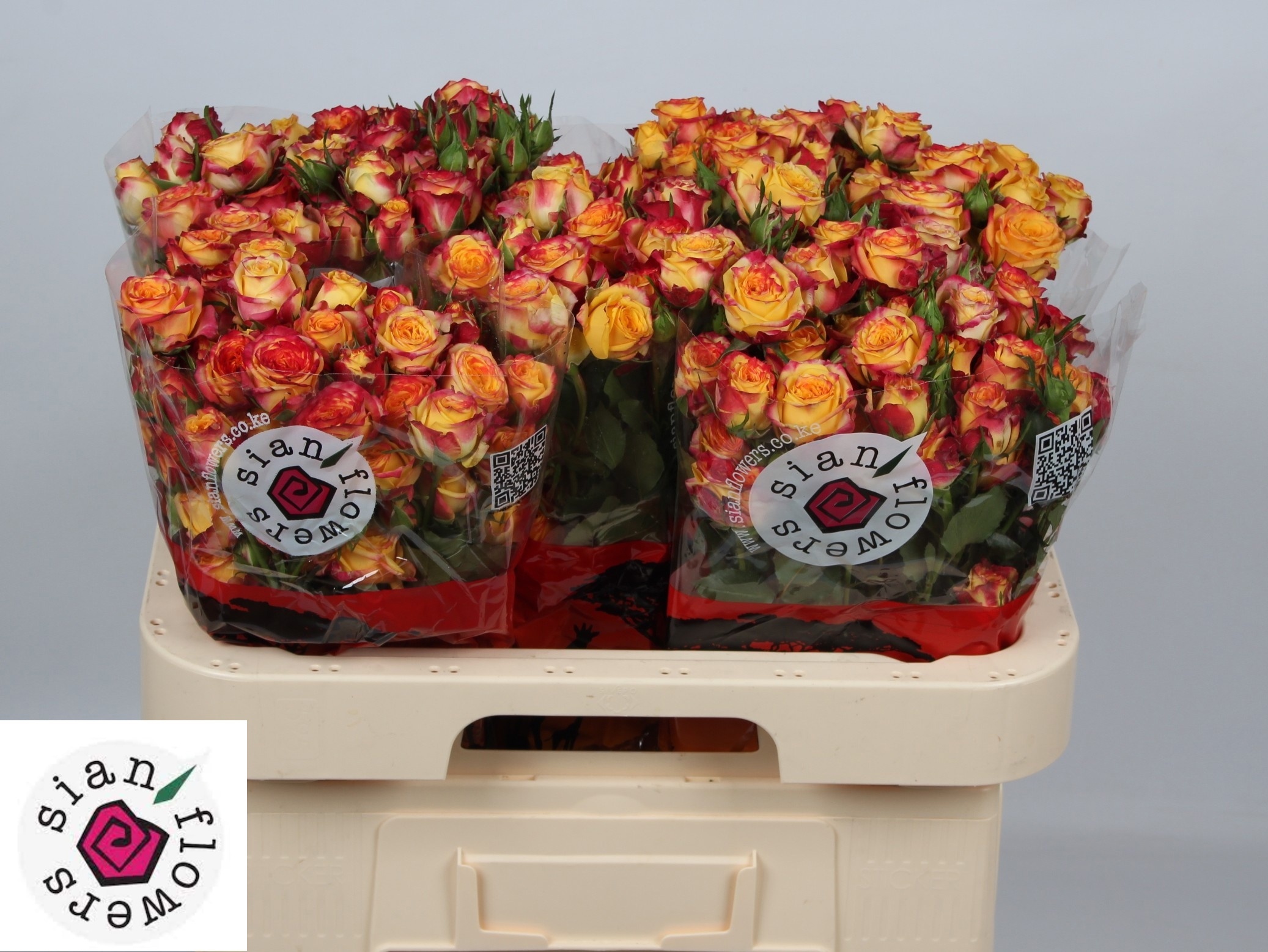 Rosa Spr Land Of Fire 60cm