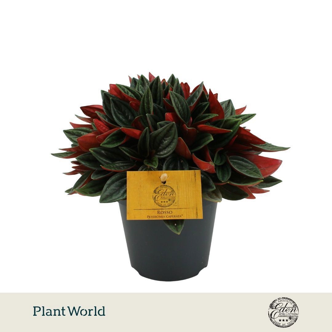 Peperomia caperata Rosso