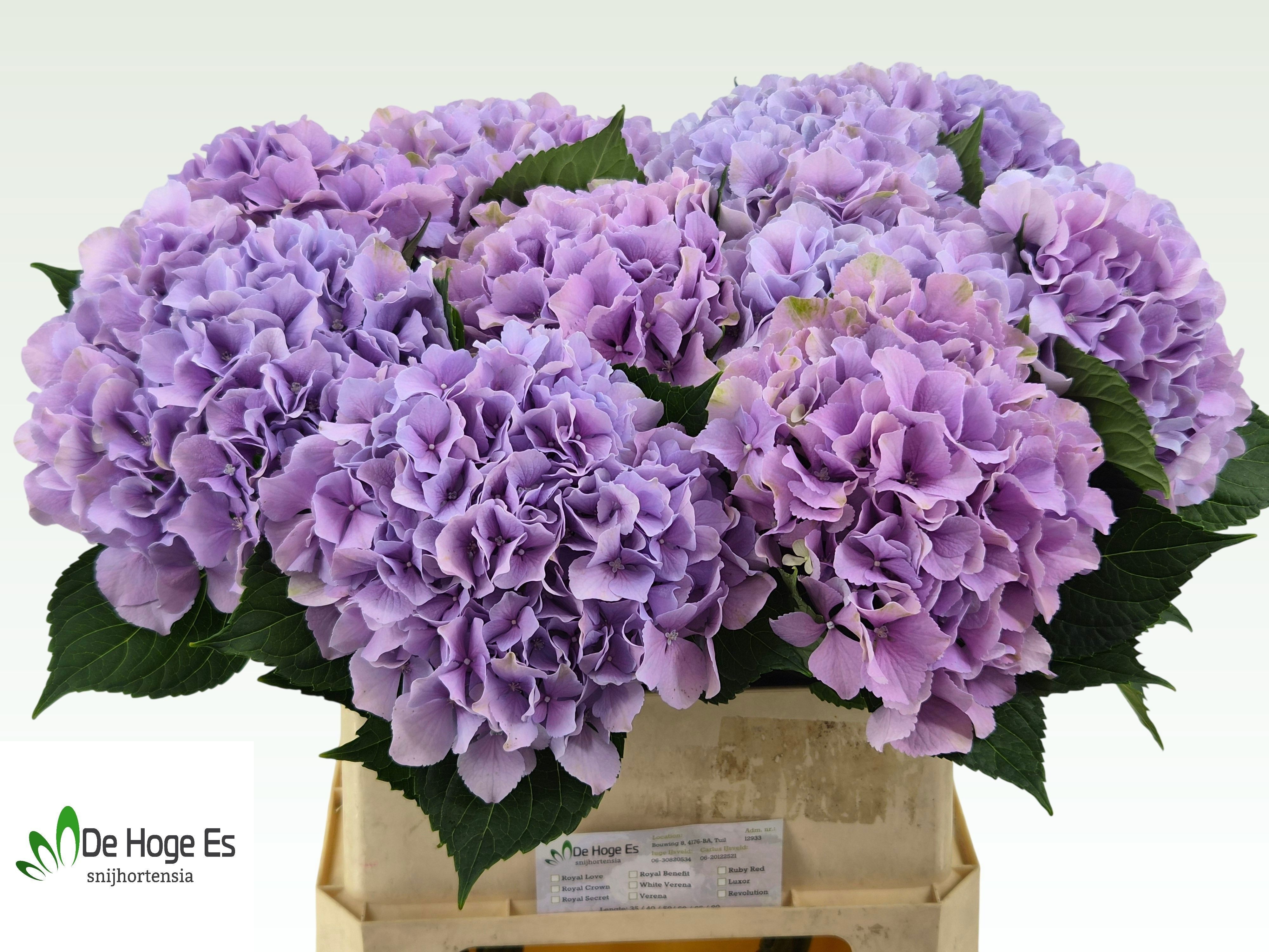 Hydr M Royal Benefit