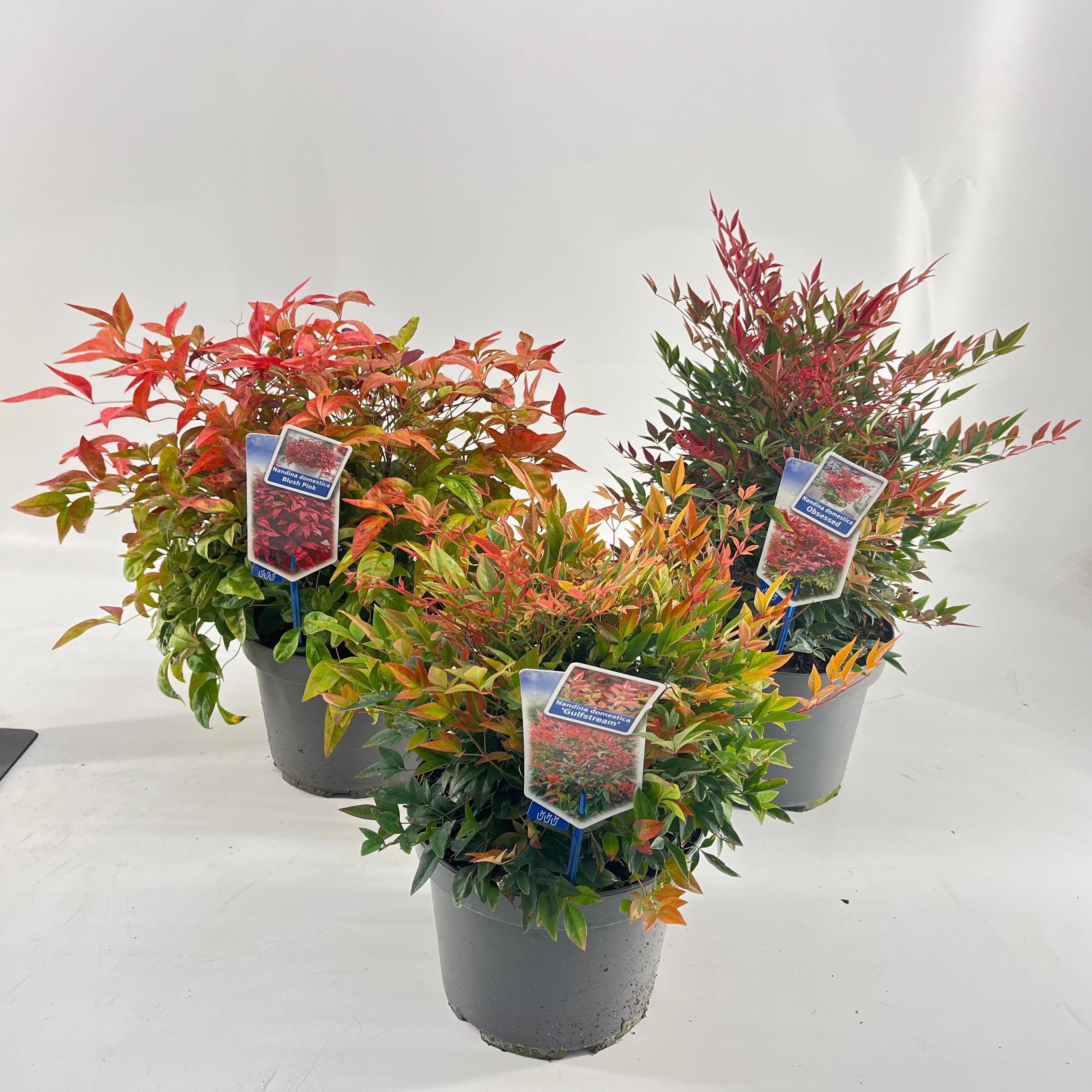 Picture of Nandina domestica mix (minimum order one layer)