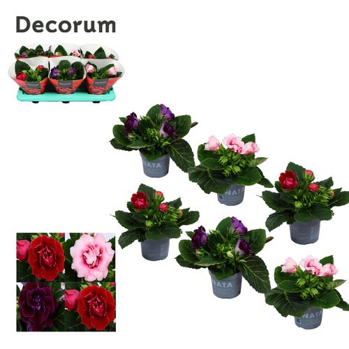 Gloxinia mix karprijs !!p14 Have