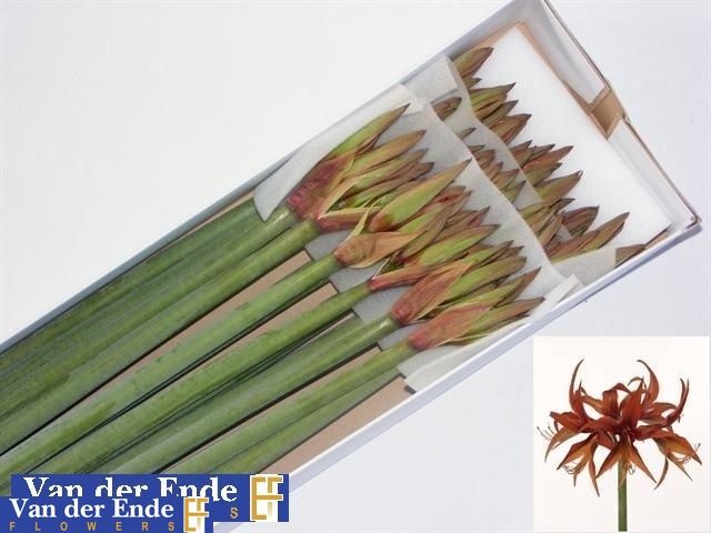 Hippeastrum Mini Merenque 80cm 4bl