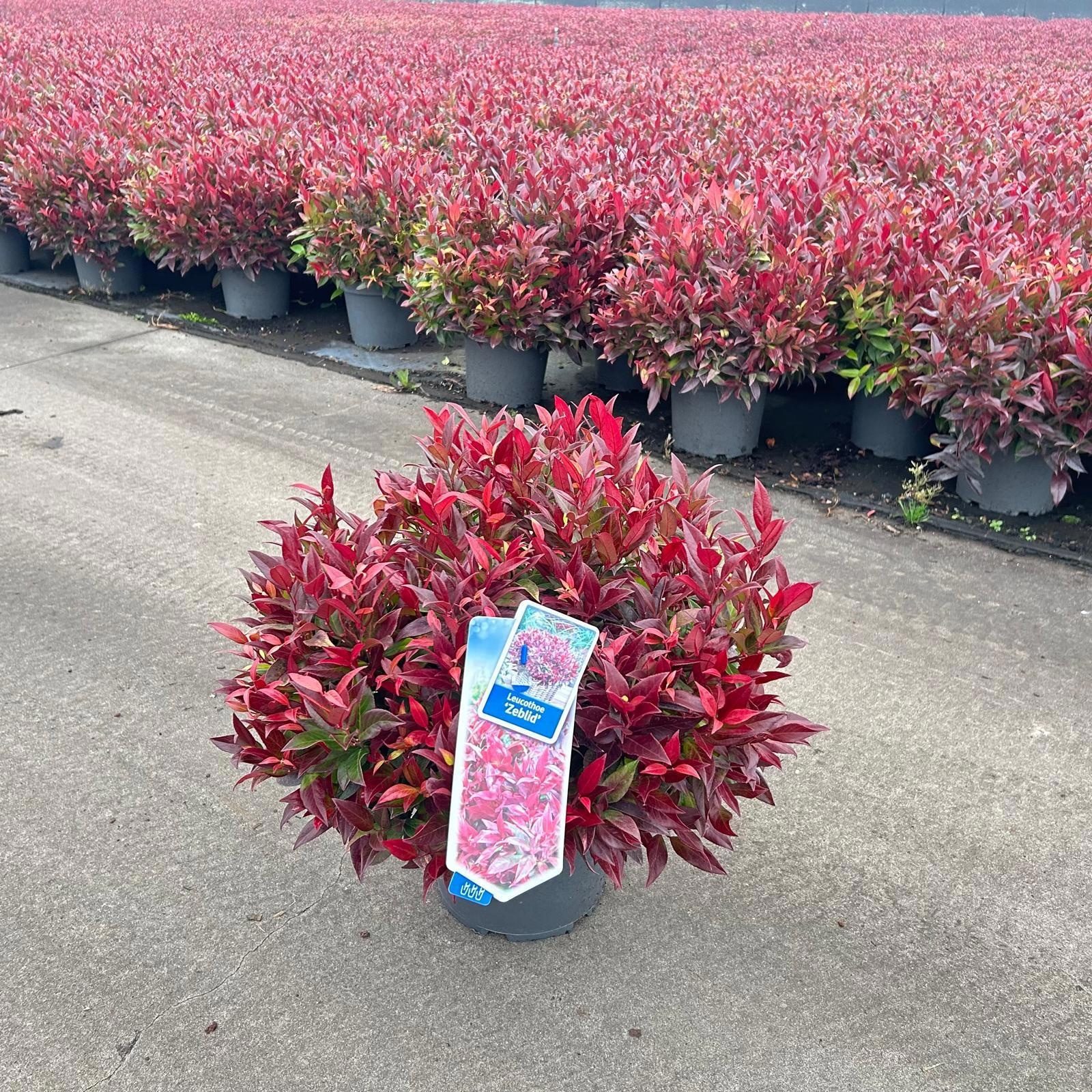 Picture of Leucothoe 'Zeblid'
