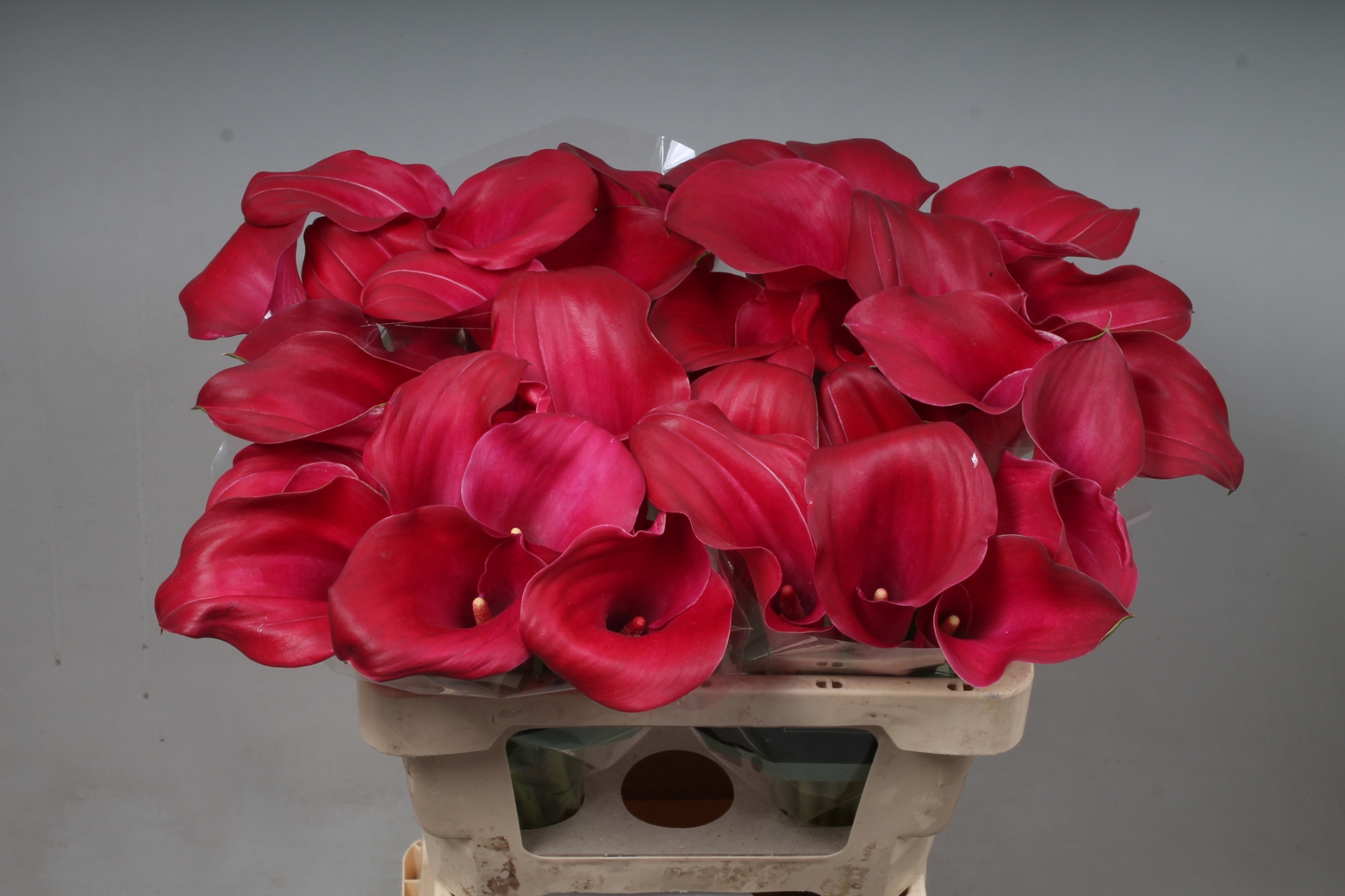 Calla Pink Giant 65cm